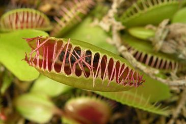 Countless lawyers have tragically injured themselves by mistaking Venus Flytraps for vaginas.